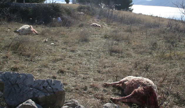 Pokolj ovaca u Vlašićima (Foto: J. Portada)