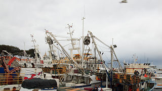 Ribarice u zadarskoj luci, Foto: Leo Banić