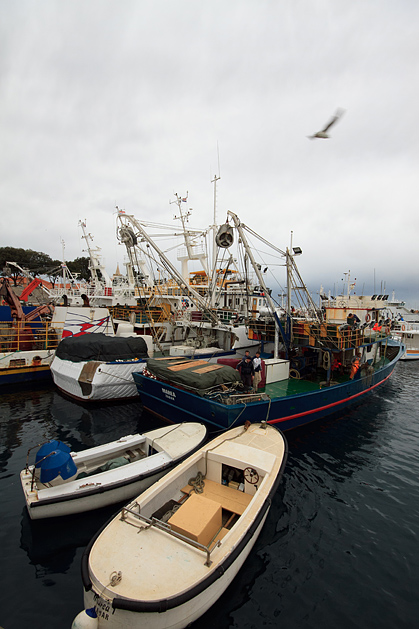 Ribarice u zadarskoj luci, Foto: Leo Banić