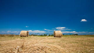 Zlatno žito Dalmacije, slama, foto: Leo Banić