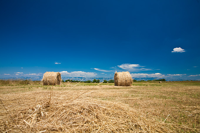Zlatno žito Dalmacije, slama, foto: Leo Banić