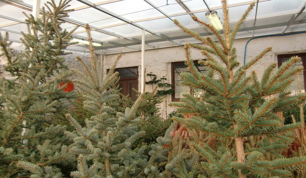 Bozicno drvce, jelka, bor