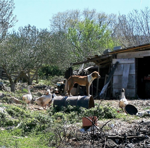 4. planinarski pohod “Hajdemo do Vrane” u organizaciji PD Belveder