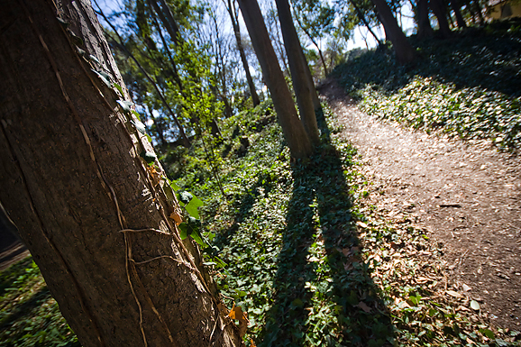 Đir zadarskim parkovima,27. veljače 2012. (foto:Saša Čuka)