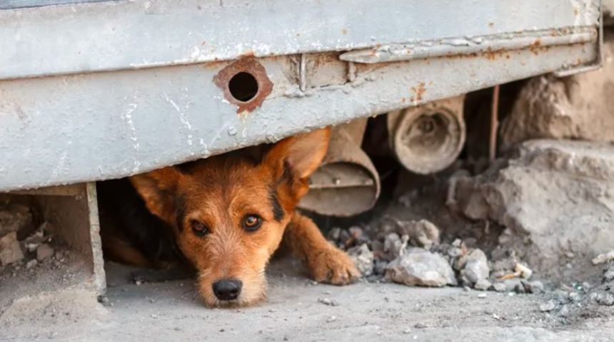 nasilje nad zivotinjama, preplaseni psic, pas nasilje nad zivotinjama, preplaseni psic, pas