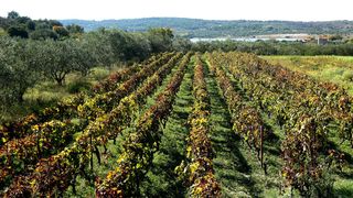 Boje jeseni u vinogradu Boje jeseni u vinogradu