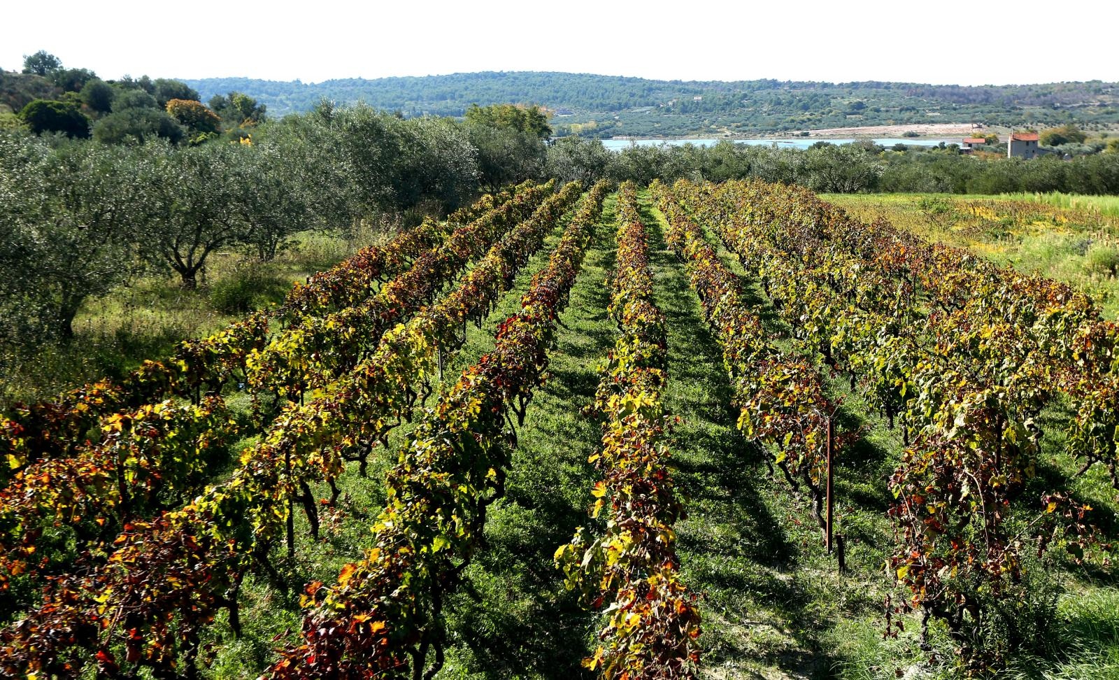 Boje jeseni u vinogradu Boje jeseni u vinogradu