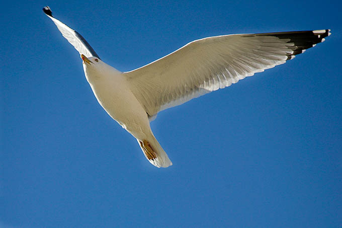 Moj galebe by Leo Banić