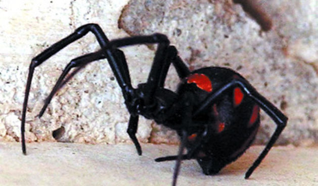 crna udovica (foto: Istrianet.org)