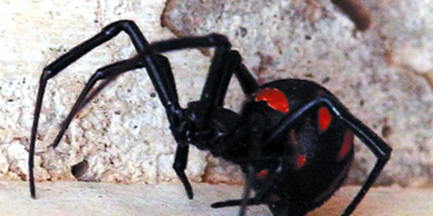 crna udovica (foto: Istrianet.org) crna udovica (foto: Istrianet.org)