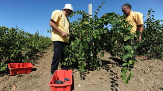 Nadin, Zadar, 270812
Berba grozdja na zadarskom podrucju pocela je – u kolovozu. Bere se merlot, ali i druge ranije sorte, a time je poceo o raniji angazman beraca, te otkup grozdja.
Na fotografiji: berba grozdja u Nadinu.
Foto: Luka Gerlanc / CROPIX Nadin, Zadar, 270812
Berba grozdja na zadarskom podrucju pocela je – u kolovozu. Bere se merlot, ali i druge ranije sorte, a time je poceo o raniji angazman beraca, te otkup grozdja.
Na fotografiji: berba grozdja u Nadinu.
Foto: Luka Gerlanc / CROPIX