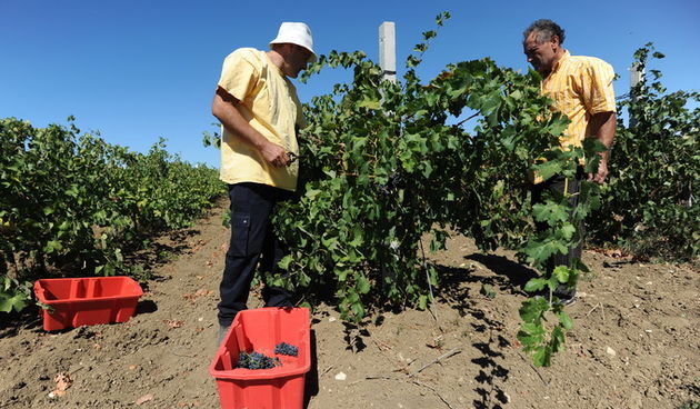 Nadin, Zadar, 270812
Berba grozdja na zadarskom podrucju pocela je – u kolovozu. Bere se merlot, ali i druge ranije sorte, a time je poceo o raniji angazman beraca, te otkup grozdja.
Na fotografiji: berba grozdja u Nadinu.
Foto: Luka Gerlanc / CROPIX