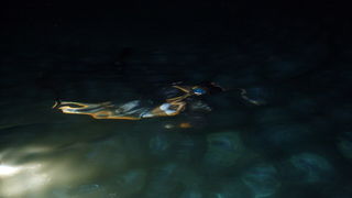 Biograd na Moru: 1. Morska alga 8. kolovoza 2009, Foto: Mladen Malik