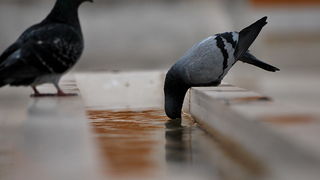 Bura i snijeg u Zadru 1. veljače 2012, Foto: Duje Surać