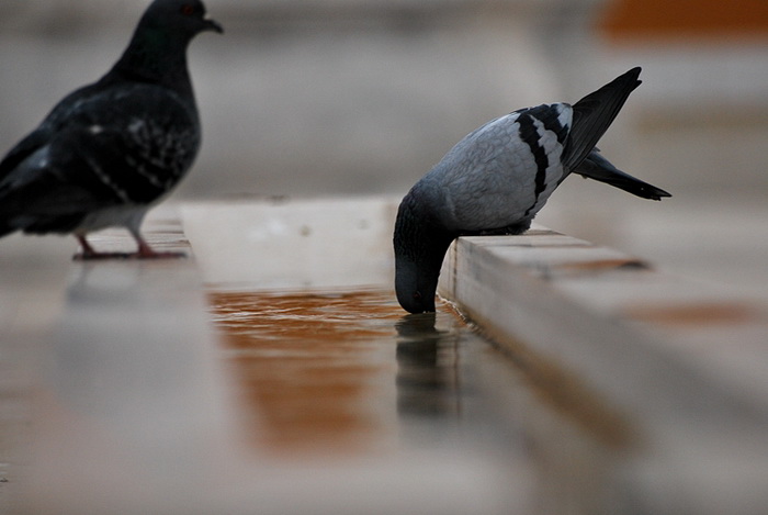 Bura i snijeg u Zadru 1. veljače 2012, Foto: Duje Surać