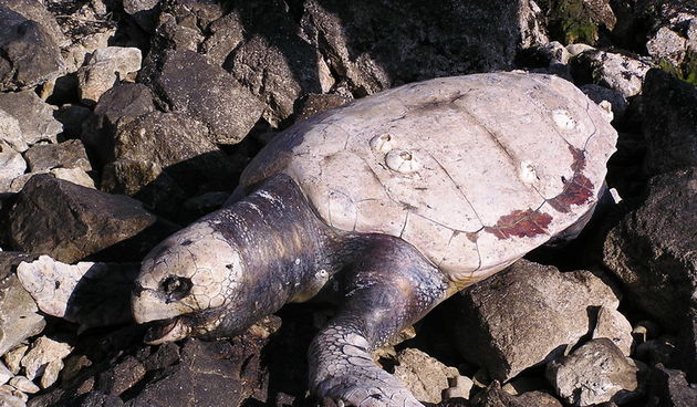 Uginula kornjača 2 (Foto: Josip Prskalo)
