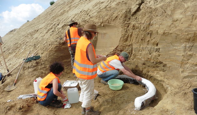 Senzacionalno otkriće u okolici Beča – ostaci mamuta stari preko milijun godina!