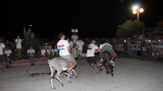 10. međunarodna trka tovarov Tisno 2015