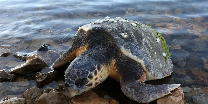 Glavata želva Glavata želva