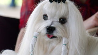 Zadar: Medjunarodna izlozba pasa CACIB 1. svibnja 2010.