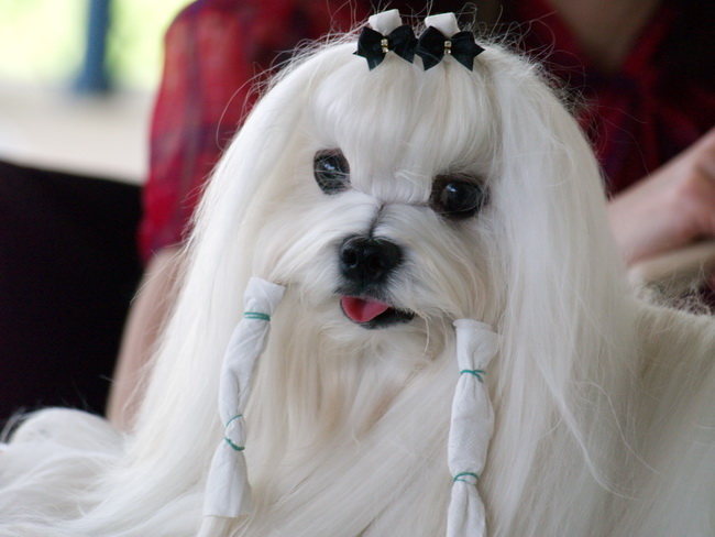 Zadar: Medjunarodna izlozba pasa CACIB 1. svibnja 2010.