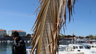 Zadar, 100412.
Palme na Obali kneza Branimira osusile su se , sto je posljedica ovogodisnje natprosjecno hladne i snijezne zime. Uskoro ce radnici Nasada pozutjelo lisce odrezati, sto ce olaksati rast zelenih mladica.
Foto: Jure Miskovic / CROPIX