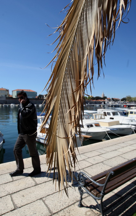 Zadar, 100412.
Palme na Obali kneza Branimira osusile su se , sto je posljedica ovogodisnje natprosjecno hladne i snijezne zime. Uskoro ce radnici Nasada pozutjelo lisce odrezati, sto ce olaksati rast zelenih mladica.
Foto: Jure Miskovic / CROPIX