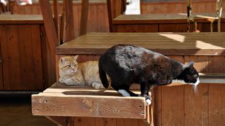 Mačja špica na zadarskoj pijaci