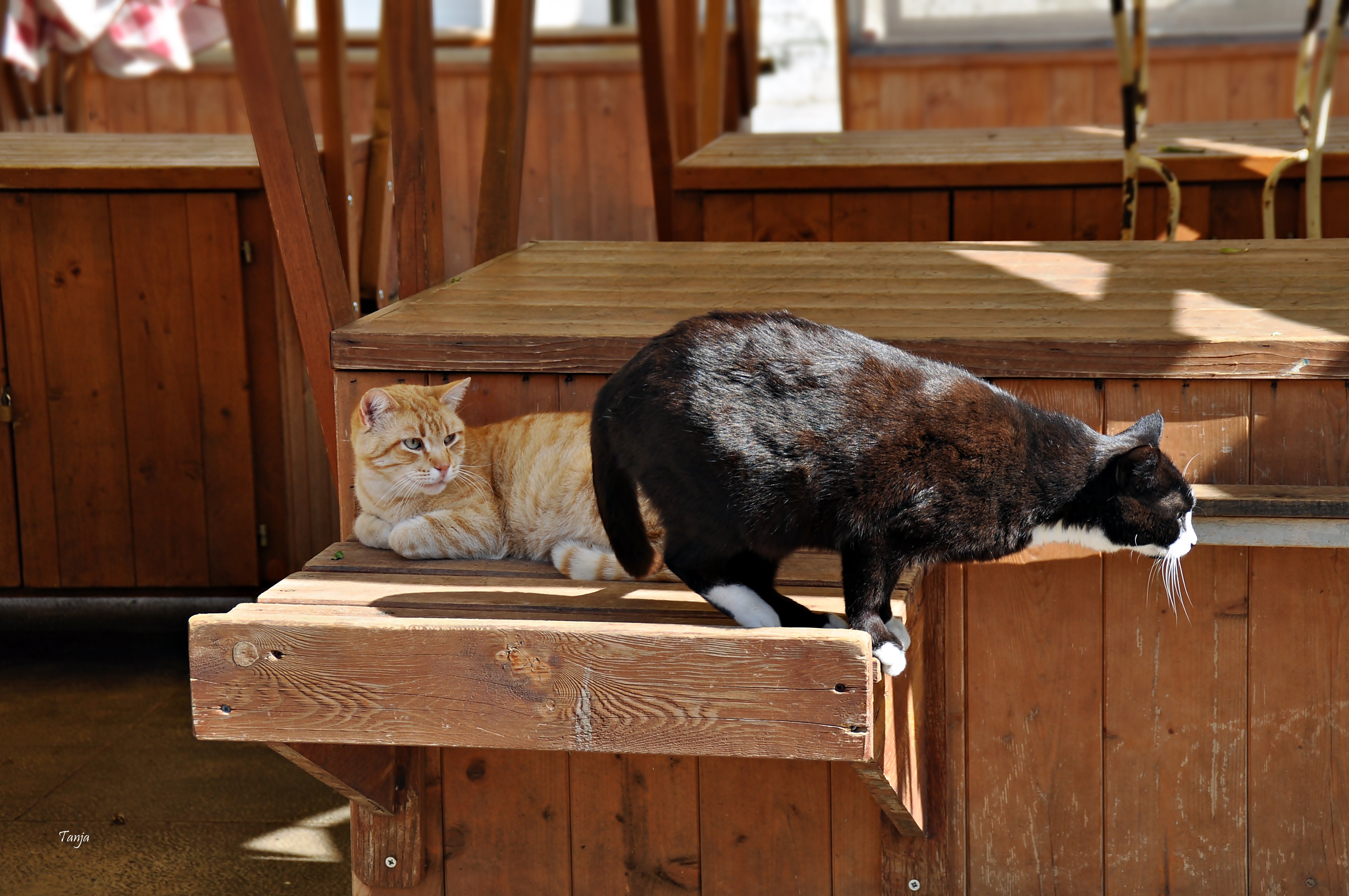 Mačja špica na zadarskoj pijaci