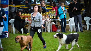 16. Međunarodna izložba pasa CACIB Zadar – Prvak prvaka 2016. 16. Međunarodna izložba pasa CACIB Zadar – Prvak prvaka 2016.