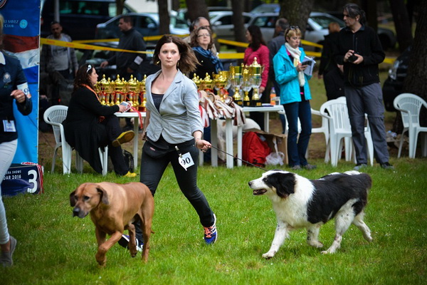 16. Međunarodna izložba pasa CACIB Zadar – Prvak prvaka 2016. 16. Međunarodna izložba pasa CACIB Zadar – Prvak prvaka 2016.