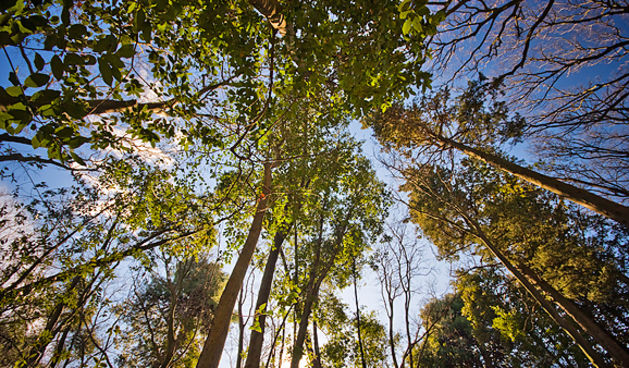 Đir zadarskim parkovima,27. veljače 2012. (foto:Saša Čuka)