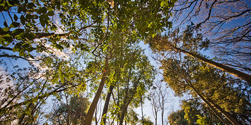 Đir zadarskim parkovima,27. veljače 2012. (foto:Saša Čuka) Đir zadarskim parkovima,27. veljače 2012. (foto:Saša Čuka)