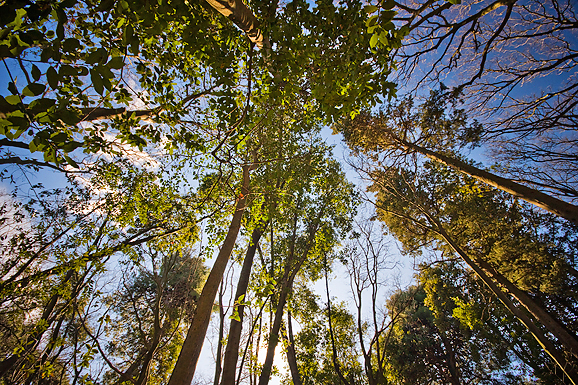 Đir zadarskim parkovima,27. veljače 2012. (foto:Saša Čuka)