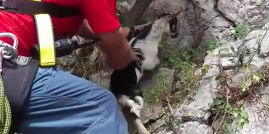 HGSS spasio malenog kozlića u NP Paklenica