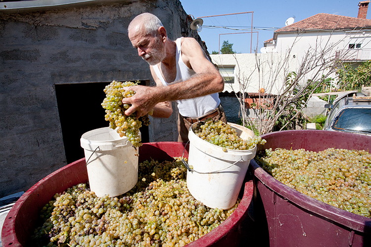 Priča o vinu: Od trsa do bačve, Foto: Leo Banić