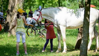 Jelena Rozga oduševila je brojnu publiku drugog dana Jarun Piknik Festivala. Nirvana kao i stari Jelenini hitovi rasplesali su tisuće posjetitelja na Otoku hrvatske mladeži
