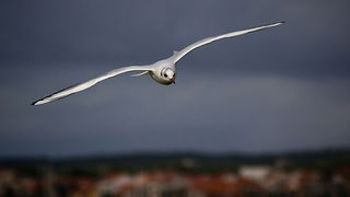 Galebov let (foto:Saša Čuka)