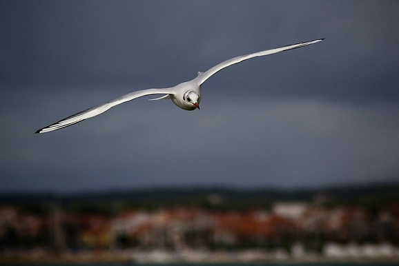 Galebov let (foto:Saša Čuka)