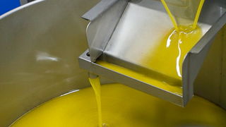 Put masline od stabla do djevicanskog ulja, Foto: Leo Banic Put masline od stabla do djevicanskog ulja, Foto: Leo Banic