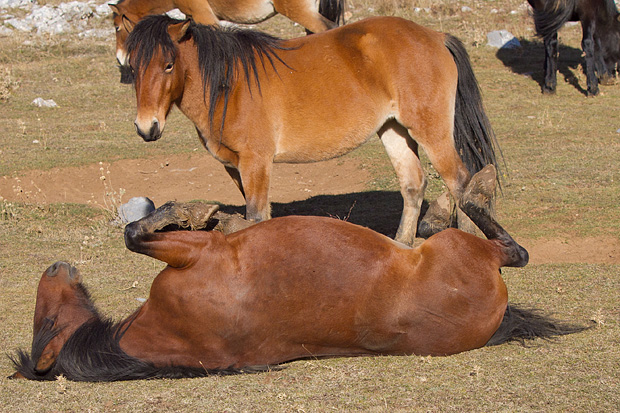 Velebitski divlji konji, Foto: Leo Banić