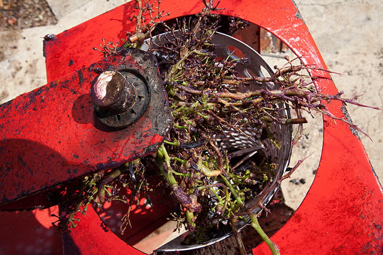 Priča o vinu: Od trsa do bačve, Foto: Leo Banić