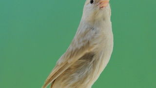 Pobjednici 33. Ornitoloskog prvenstva Hrvatske, Foto: Ivan Dilber Pobjednici 33. Ornitoloskog prvenstva Hrvatske, Foto: Ivan Dilber