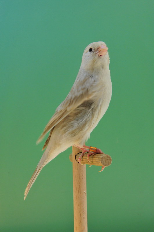 Pobjednici 33. Ornitoloskog prvenstva Hrvatske, Foto: Ivan Dilber Pobjednici 33. Ornitoloskog prvenstva Hrvatske, Foto: Ivan Dilber