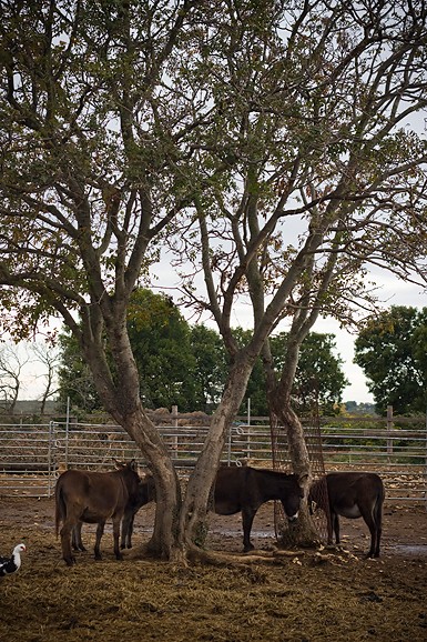 Farma “Dar-mar” (foto:Saša Čuka)