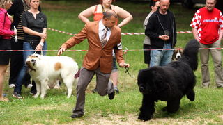 Zadar, 020513.  
Kamp na zadarskom predjelu Borik. 13. po redu medjunarodna izlozba pasa CACIB Zadar dog show 2013. 
Foto: Jure Miskovic / CROPIX