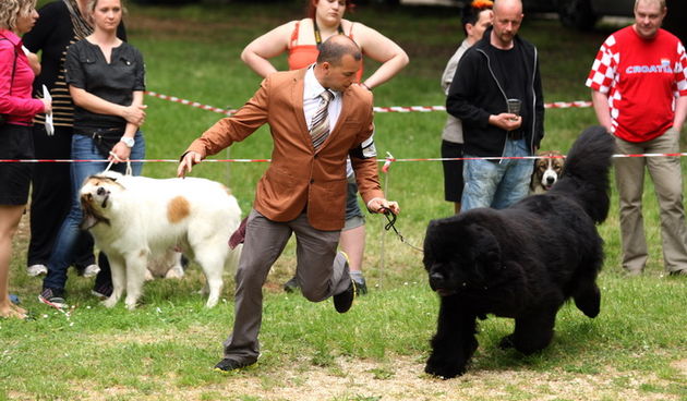 Zadar, 020513.  
Kamp na zadarskom predjelu Borik. 13. po redu medjunarodna izlozba pasa CACIB Zadar dog show 2013. 
Foto: Jure Miskovic / CROPIX