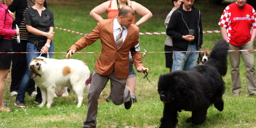 Zadar, 020513.
Kamp na zadarskom predjelu Borik. 13. po redu medjunarodna izlozba pasa CACIB Zadar dog show 2013.
Foto: Jure Miskovic / CROPIX Zadar, 020513.
Kamp na zadarskom predjelu Borik. 13. po redu medjunarodna izlozba pasa CACIB Zadar dog show 2013.
Foto: Jure Miskovic / CROPIX