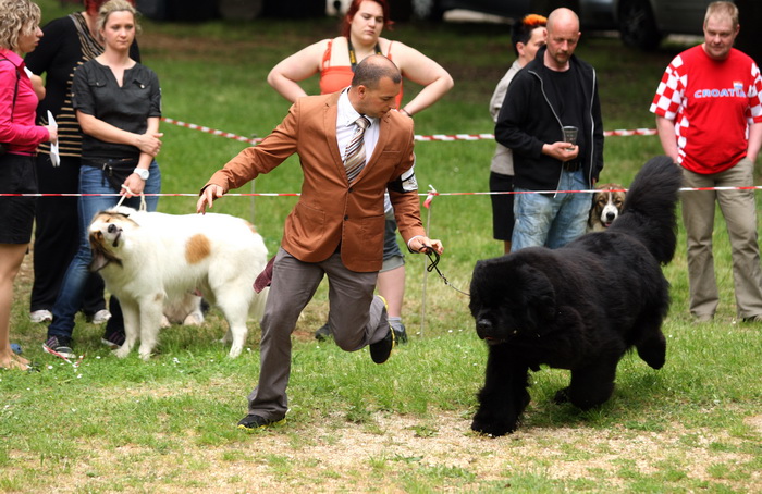 Zadar, 020513.  
Kamp na zadarskom predjelu Borik. 13. po redu medjunarodna izlozba pasa CACIB Zadar dog show 2013. 
Foto: Jure Miskovic / CROPIX