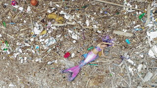 Mljet: Nasukana morska sirena Mljet: Nasukana morska sirena